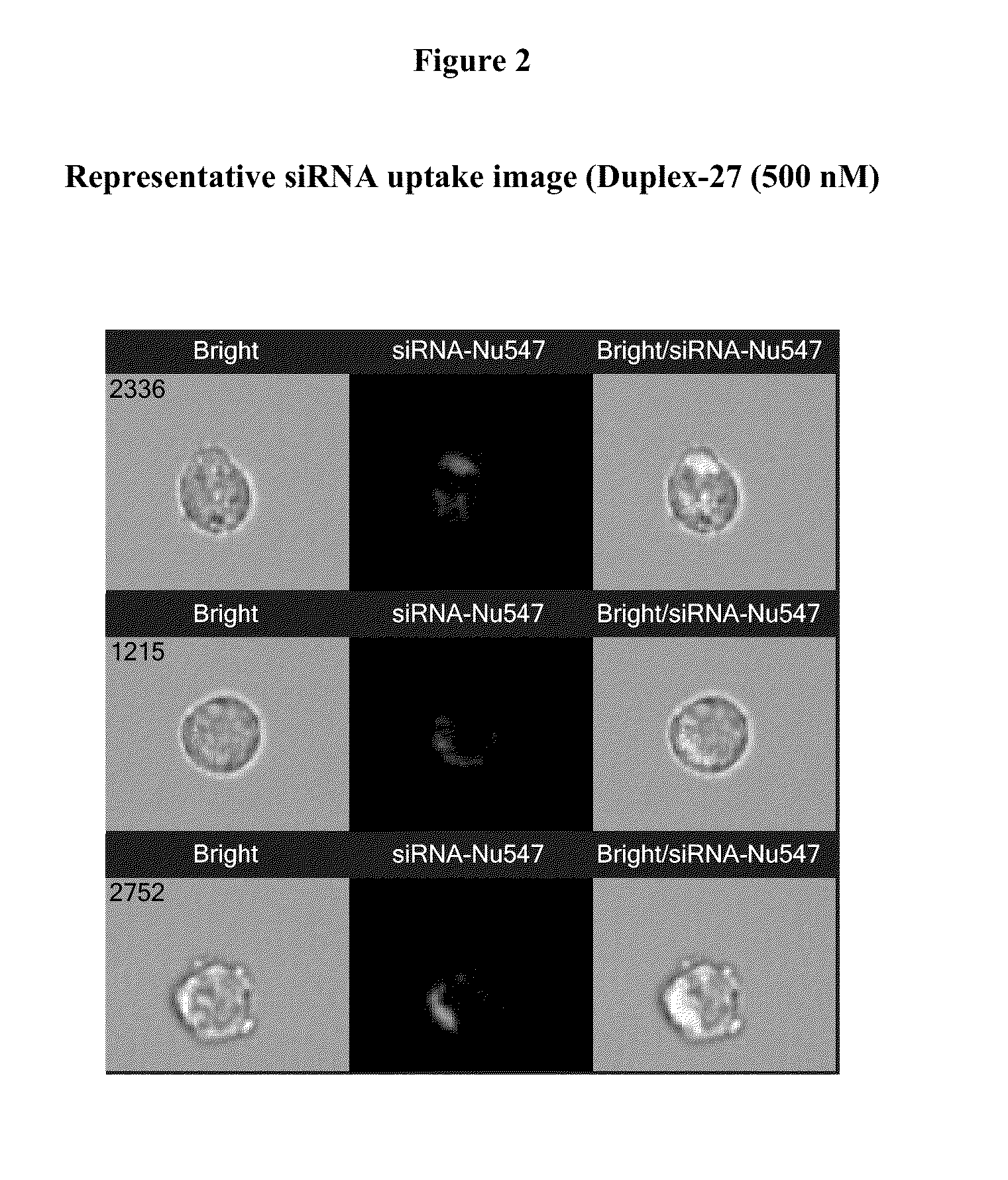 Integrin antagonist conjugates for targeted delivery to cells expressing lfa-1