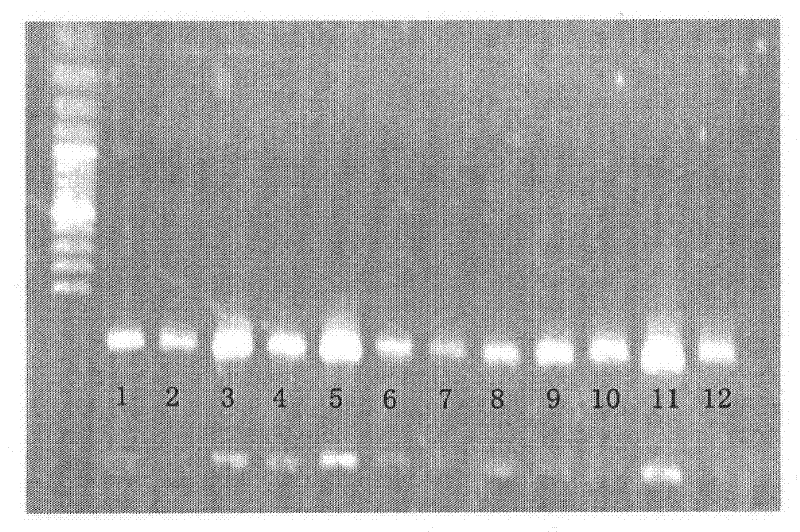 Screening Method of Microsatellite Markers in Seagrass Saltophila