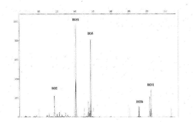 Screening Method of Microsatellite Markers in Seagrass Saltophila