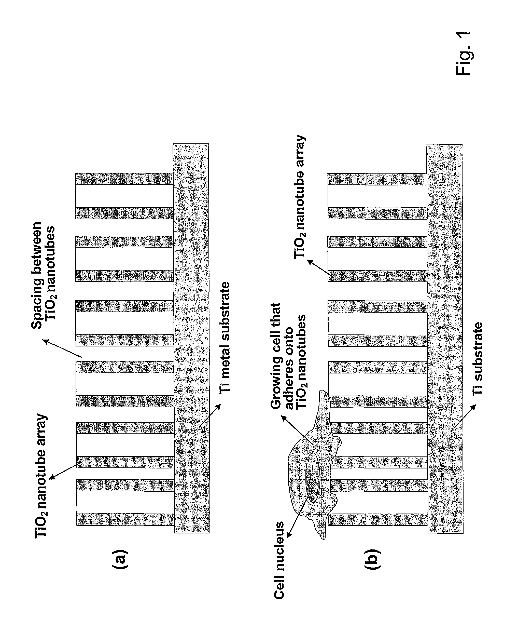 Compositions comprising nanostructures for cell, tissue and artificial organ growth, and methods for making and using same