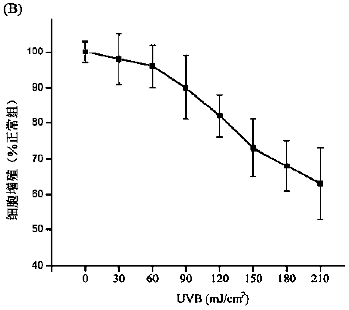 In-vitro building method of cell photoaging model