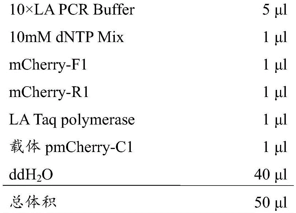 Method for detecting effect of 3' untranslated region on mRNA translation efficiency