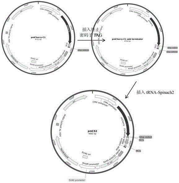 Method for detecting effect of 3' untranslated region on mRNA translation efficiency