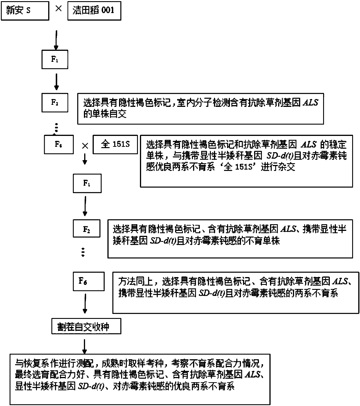 Method for breeding polygene polymeric two-line sterile line suitable for use by mechanized mixed-planting seed production