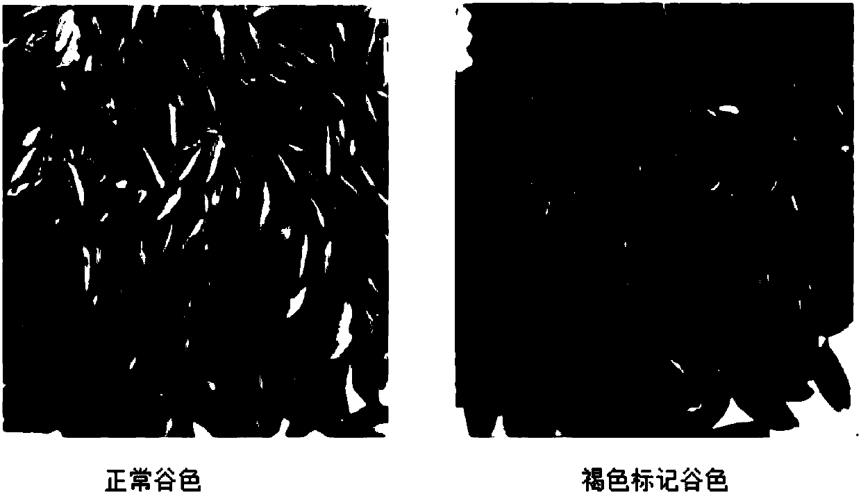 Method for breeding polygene polymeric two-line sterile line suitable for use by mechanized mixed-planting seed production