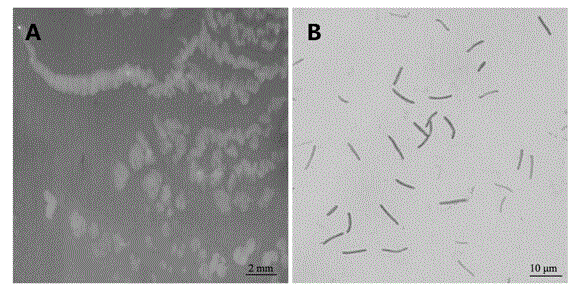 Myxobacteria strain and antitumor activity metabolite thereof