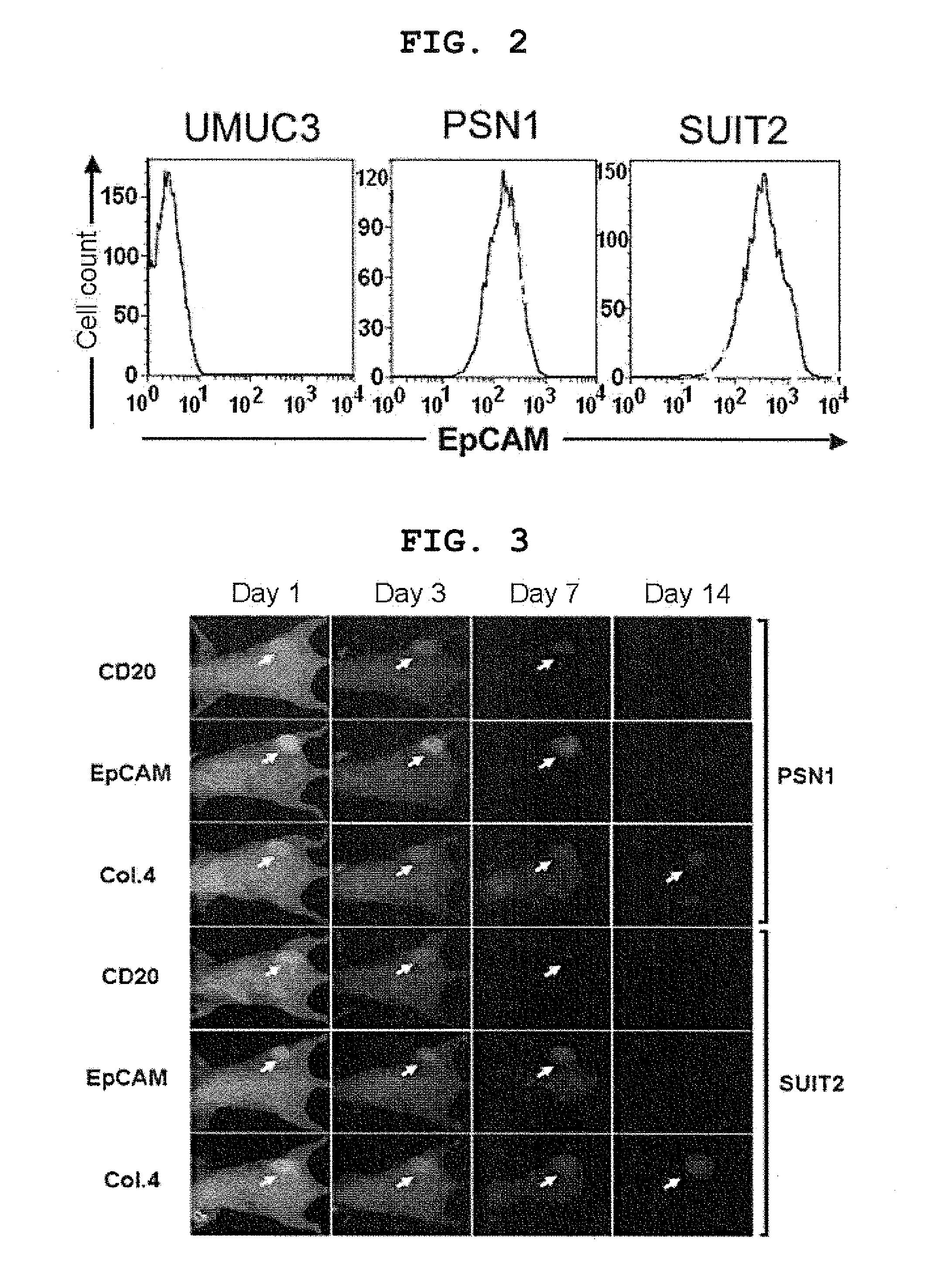 Novel cancer targeting therapy using complex of subtance capable of binding specifically to constituent factor of cancer stroma and Anti-tumor compound