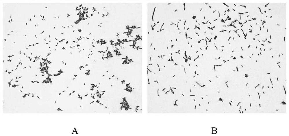 Probiotic composition for inhibiting streptococcus mutans and application of probiotic composition