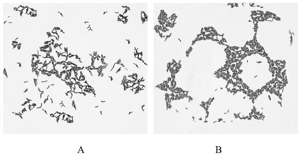 Probiotic composition for inhibiting streptococcus mutans and application of probiotic composition