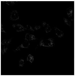 Fluorescent probe compound for detecting polysulfide and preparation method thereof