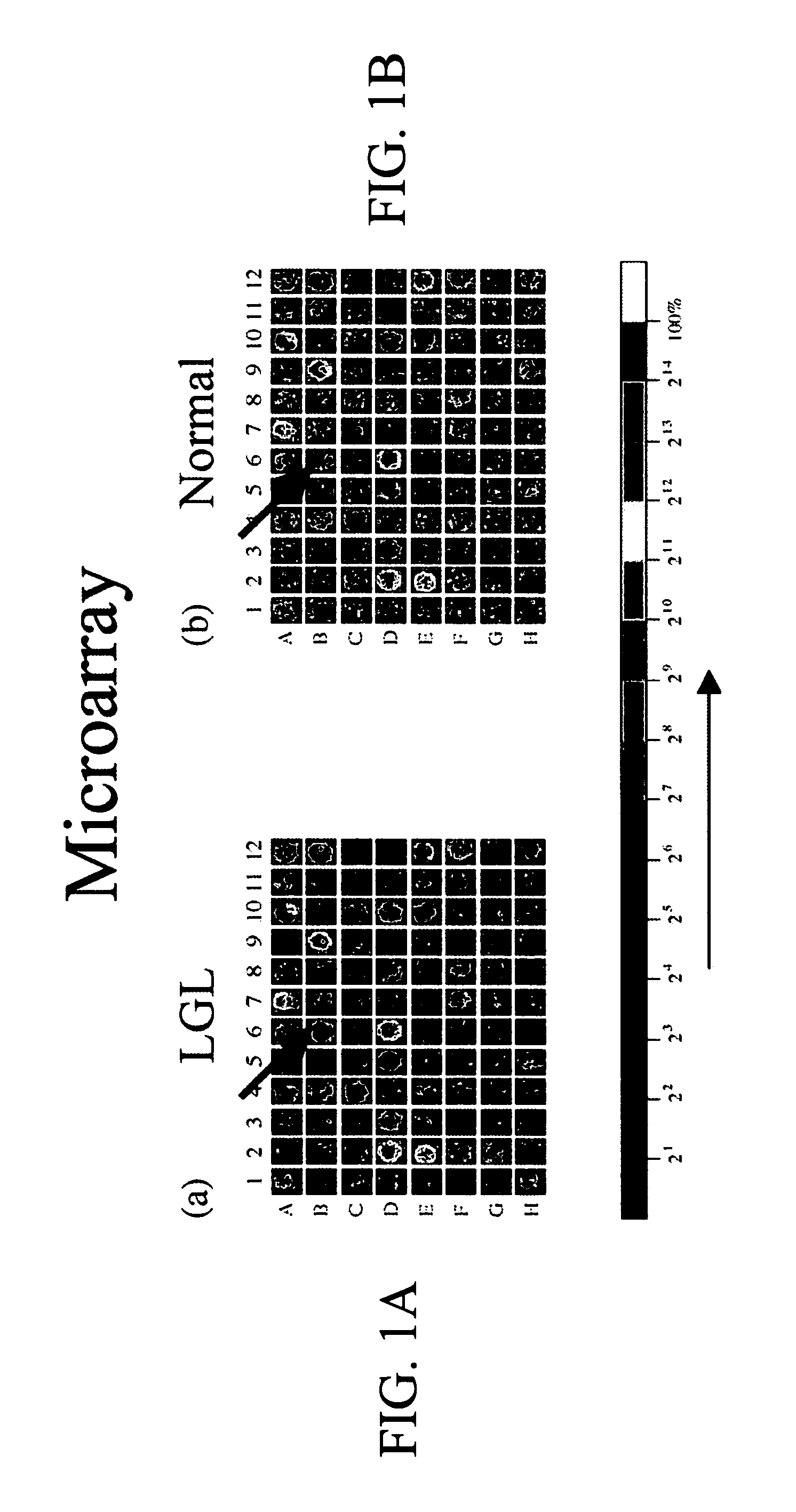 Sphingosine 1-phosphate receptor gene, sppr