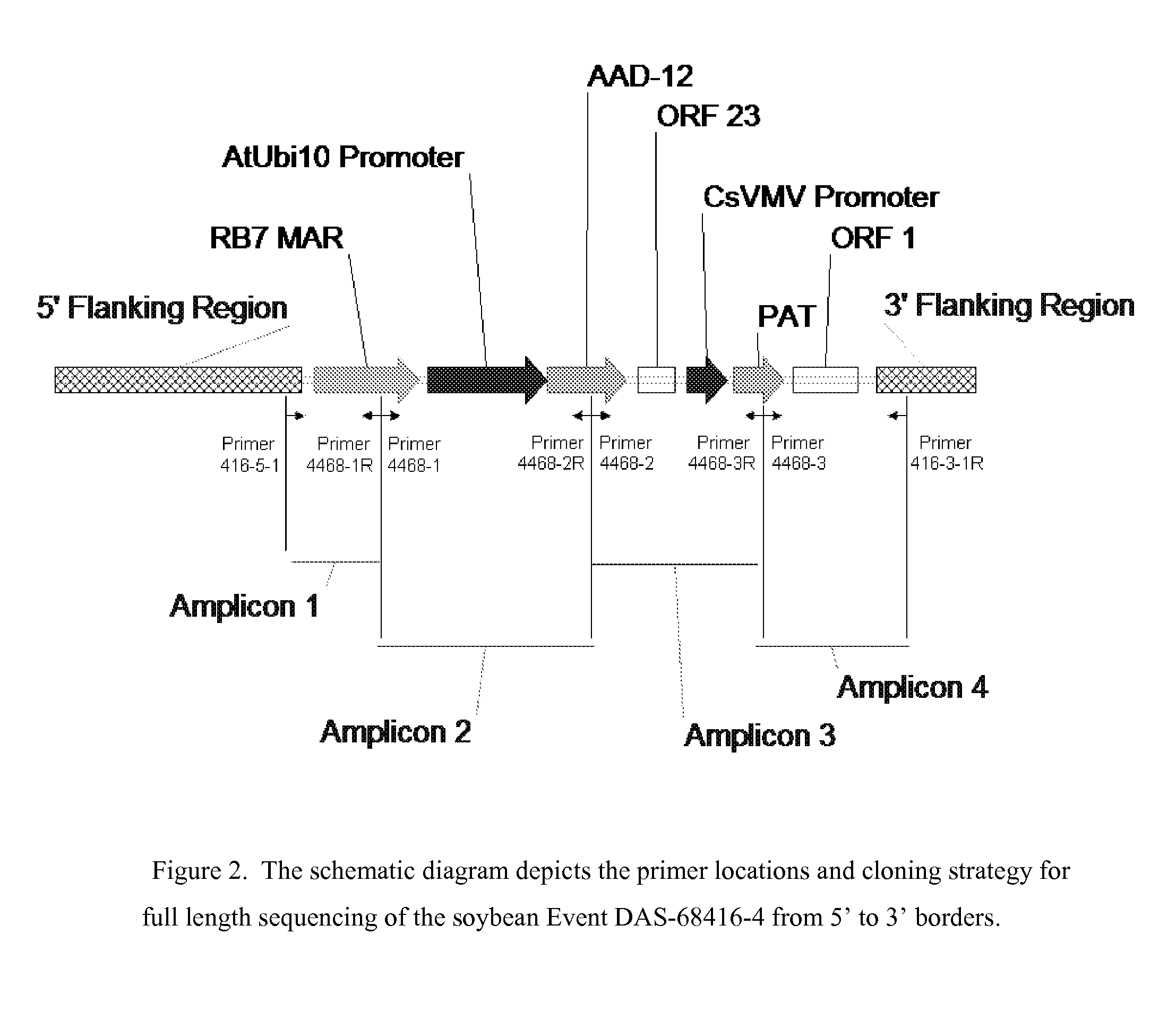 Detection of AAD-12 soybean event 416