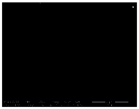 Nanostructured solid lipid carrier coating vitamin A palmitate and preparation method thereof