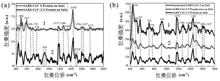 SnS2 microsphere SERS substrate with capillary effect as well as preparation method and application of SnS2 microsphere SERS substrate