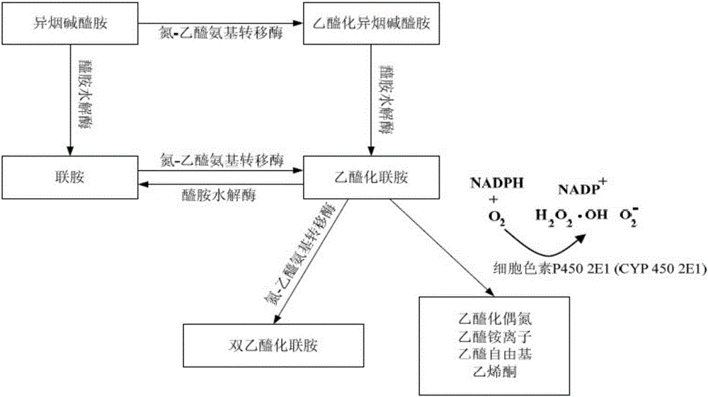 Antitubercular compound drug with no/low side effect