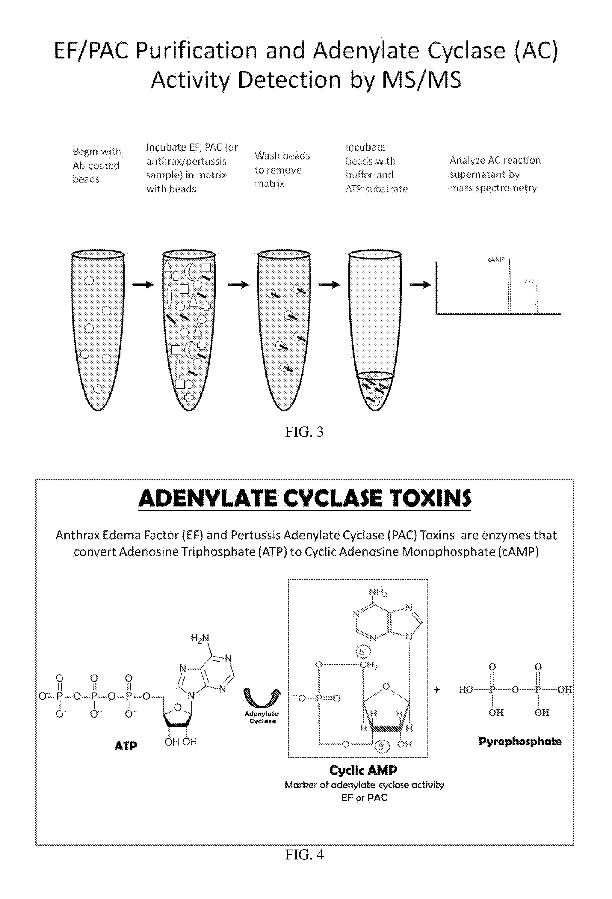 Detection of adenylate cyclase