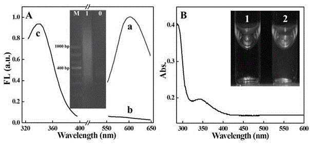 Detection method of microRNA (micro Ribonucleic Acid)