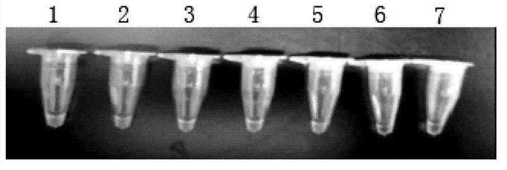 LAMP primer for detecting Brucella and kit containing the same