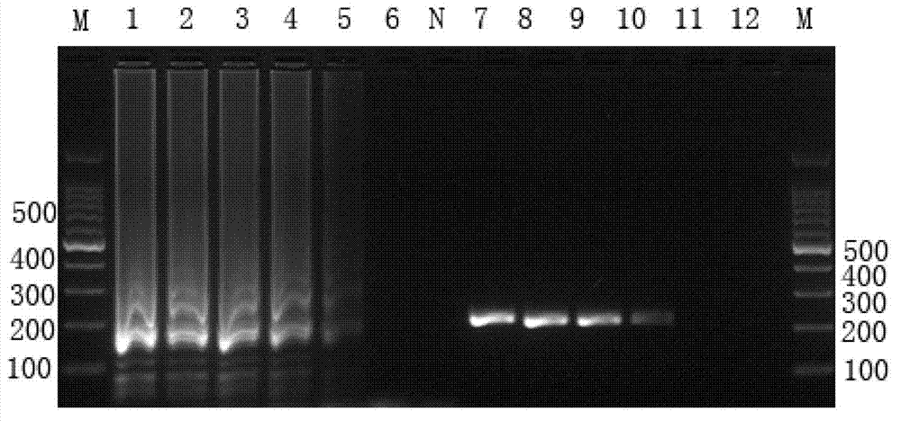 LAMP primer for detecting Brucella and kit containing the same