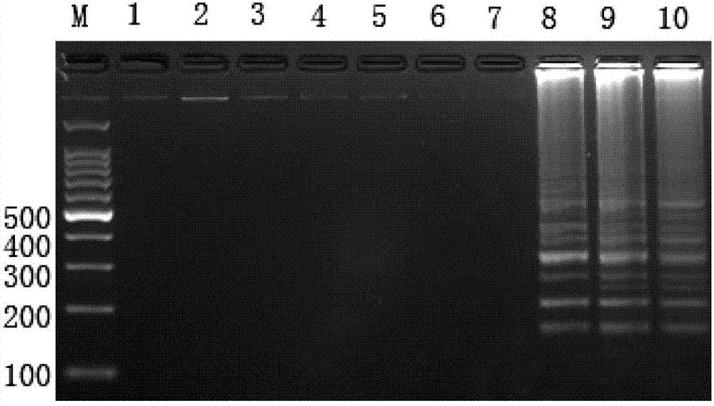 LAMP primer for detecting Brucella and kit containing the same