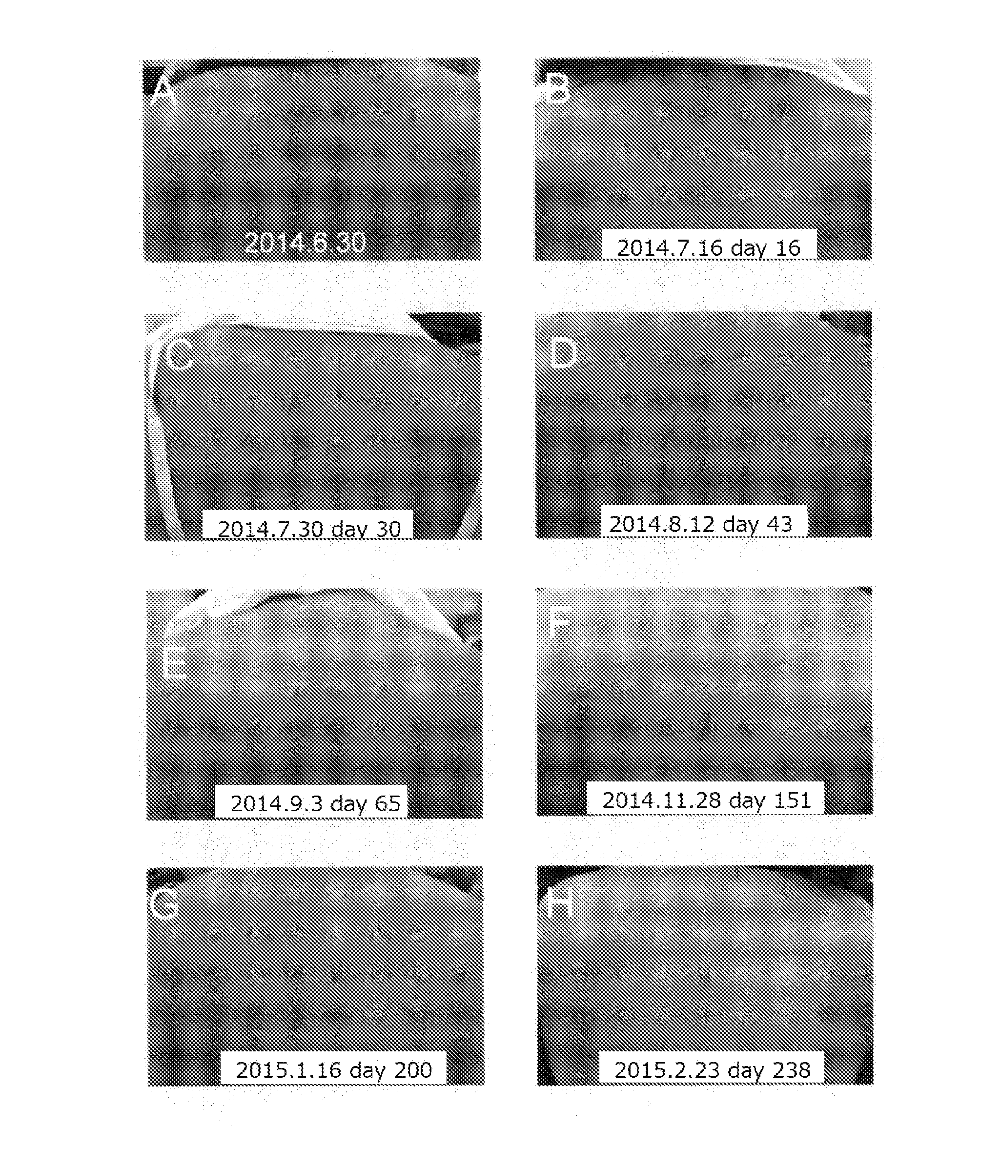 Amyloid fiber formation limiter or inhibitor