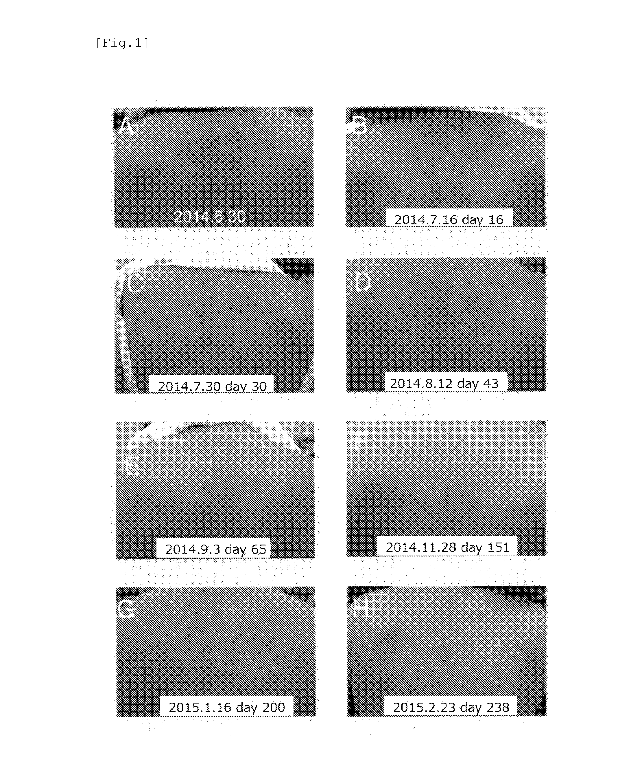 Amyloid fiber formation limiter or inhibitor