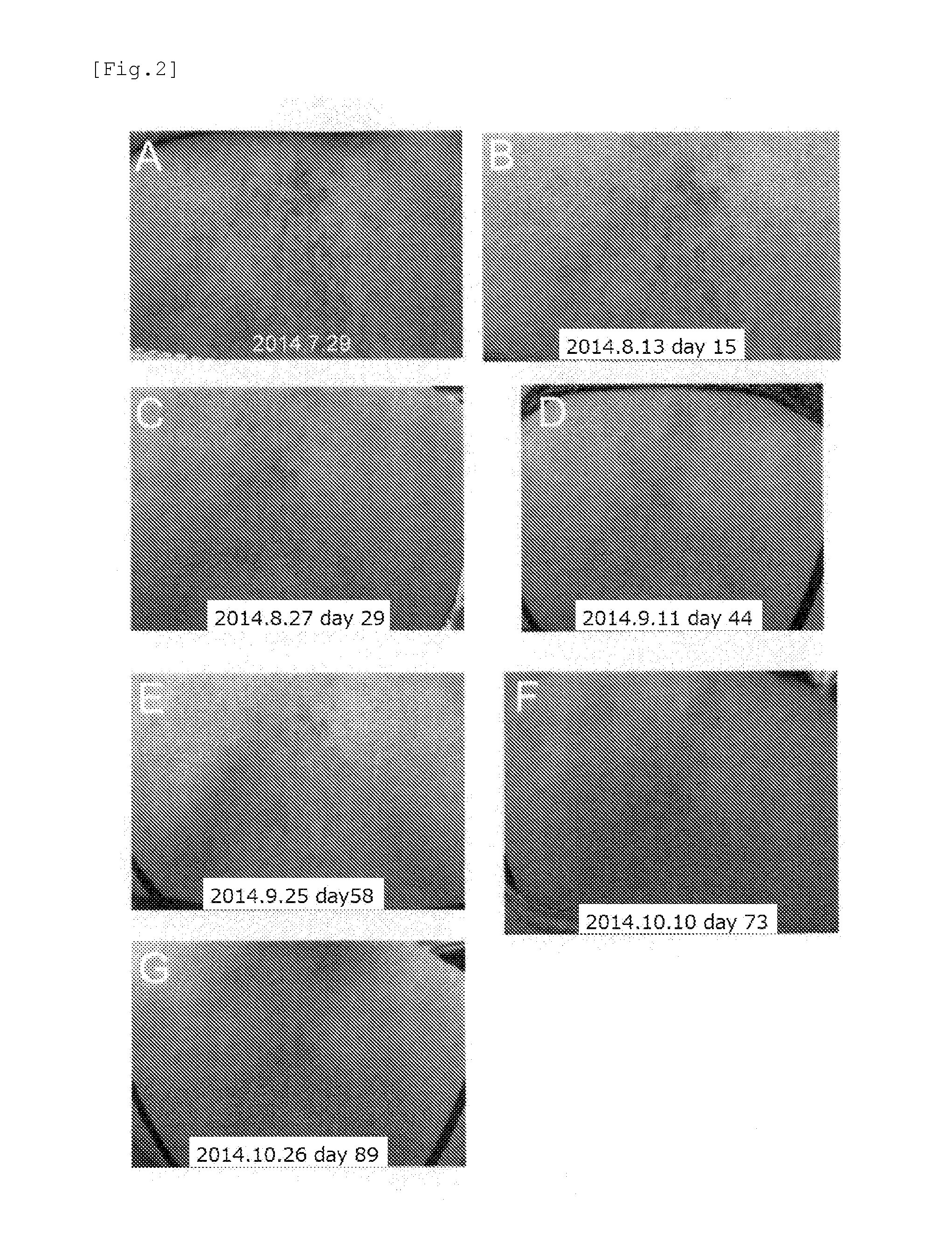 Amyloid fiber formation limiter or inhibitor