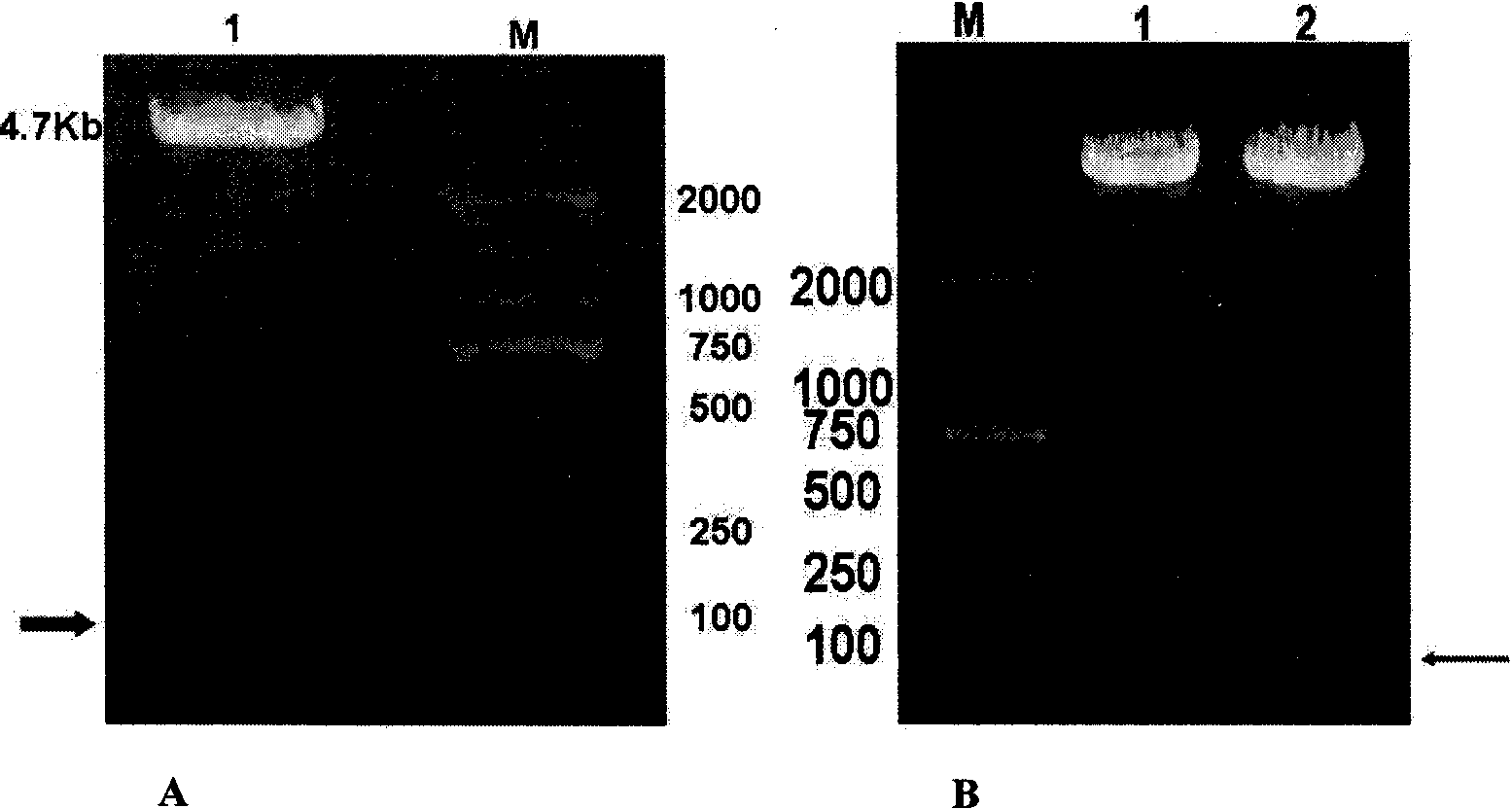 Polypeptide for marking cytoskeleton protein and eukaryotic expression carrier thereof