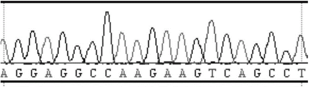 Primers and method for detecting 79th site, 208th site and 435th site of CDA gene