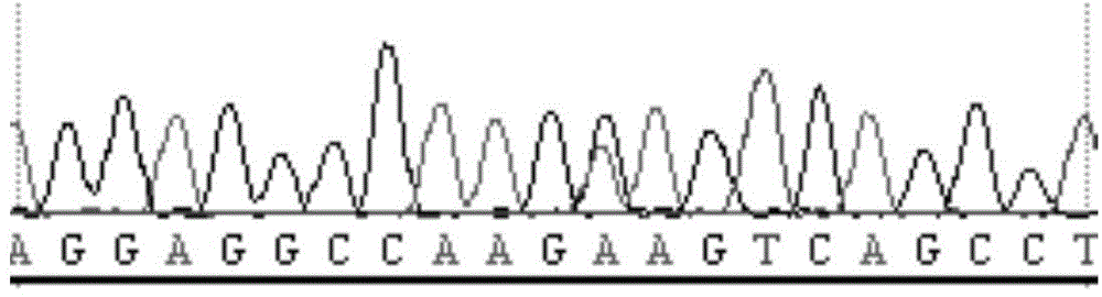 Primers and method for detecting 79th site, 208th site and 435th site of CDA gene