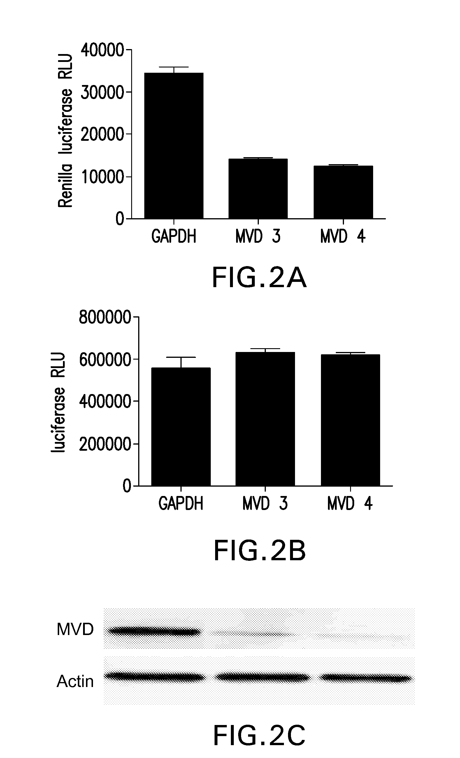 Methods of using mevalonate decarboxylase (MVD) antagonists