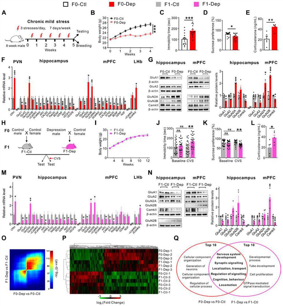 Application of miR-199a-3p in sperm in preparation of depression detection products and anti-depression drugs