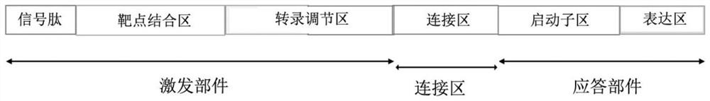 Gene sequence with molecular switch, plasmid and immune cell