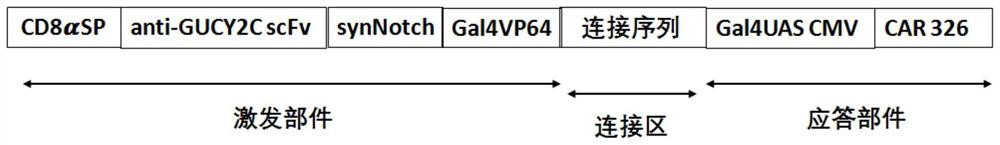 Gene sequence with molecular switch, plasmid and immune cell