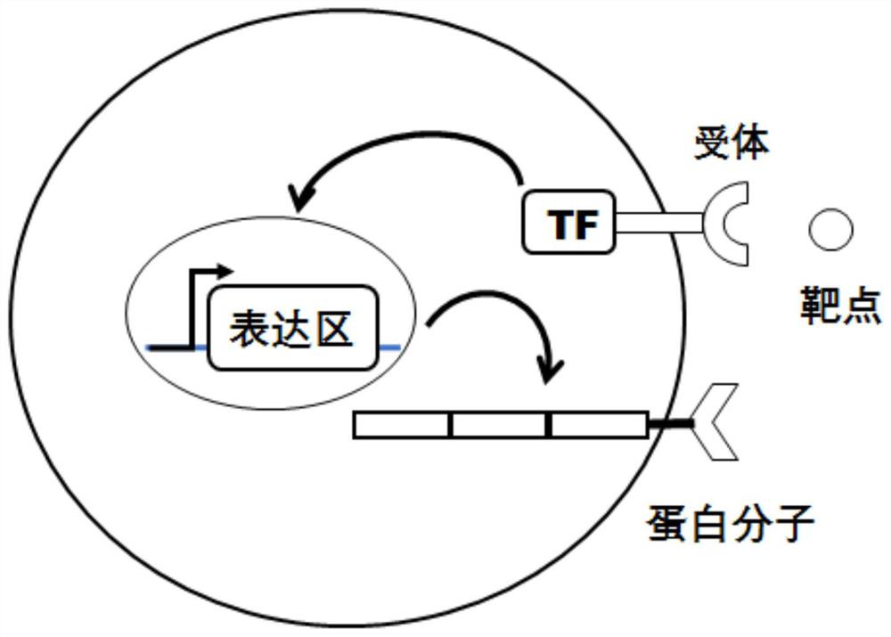 Gene sequence with molecular switch, plasmid and immune cell