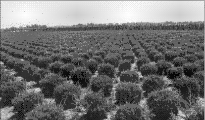 A cultivation method for high-quality seedlings of taxus cuspidate