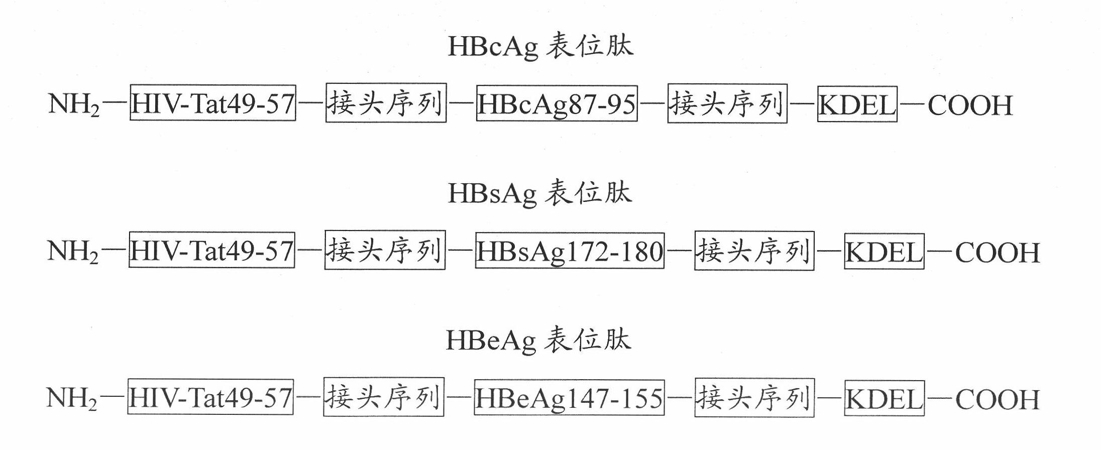 Immune-enhanced hepatitis B therapeutic multivalent vaccine and preparation method thereof