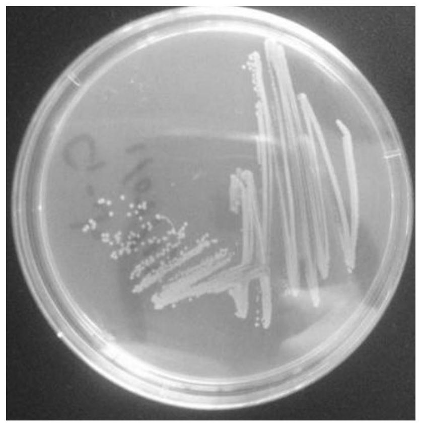 Enterococcus faecium and application thereof