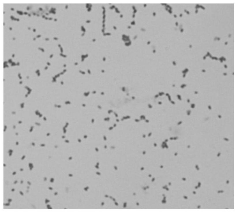 Enterococcus faecium and application thereof