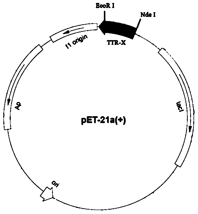 Application of transthyretin in transferring fusion protein into eyes