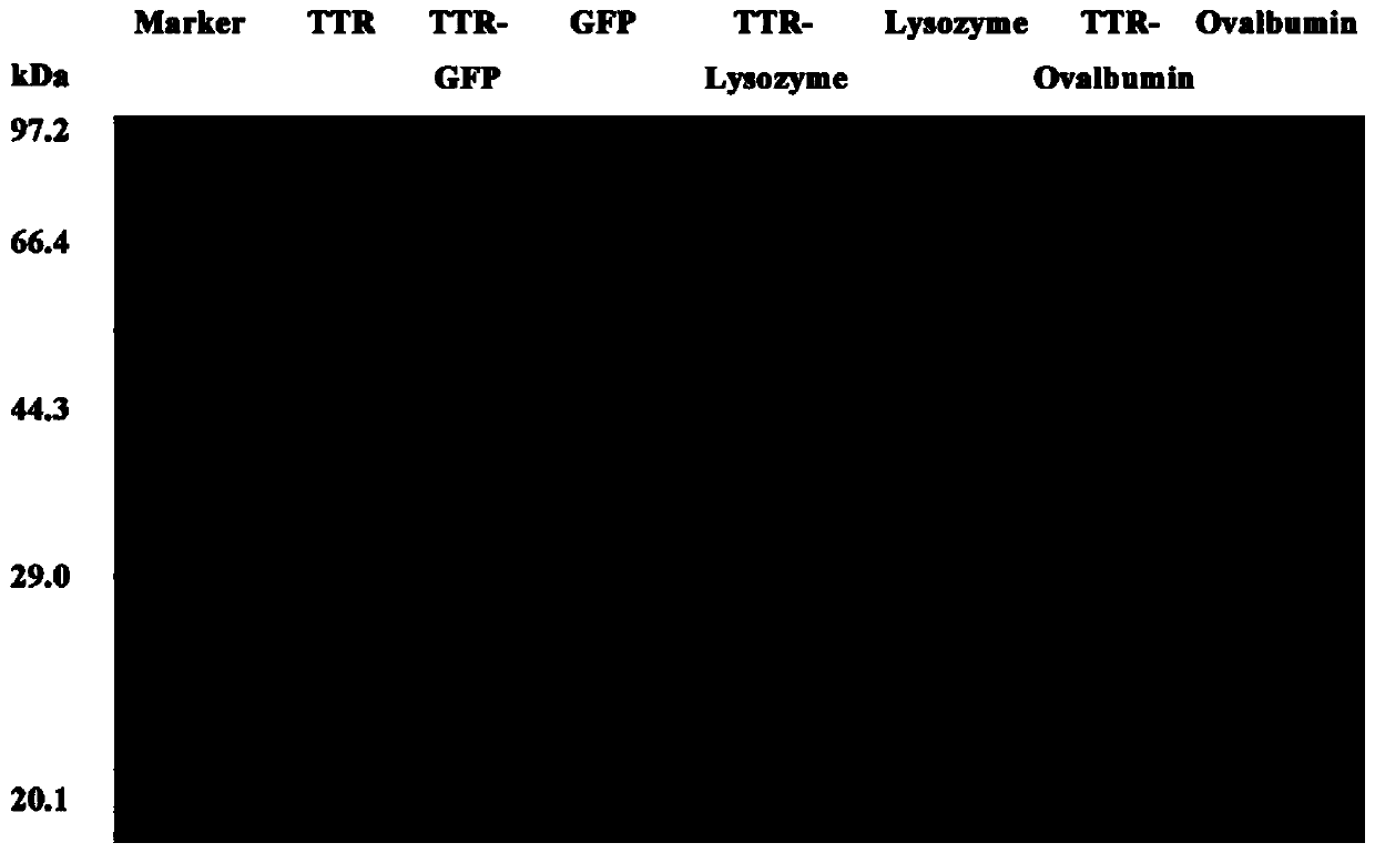 Application of transthyretin in transferring fusion protein into eyes