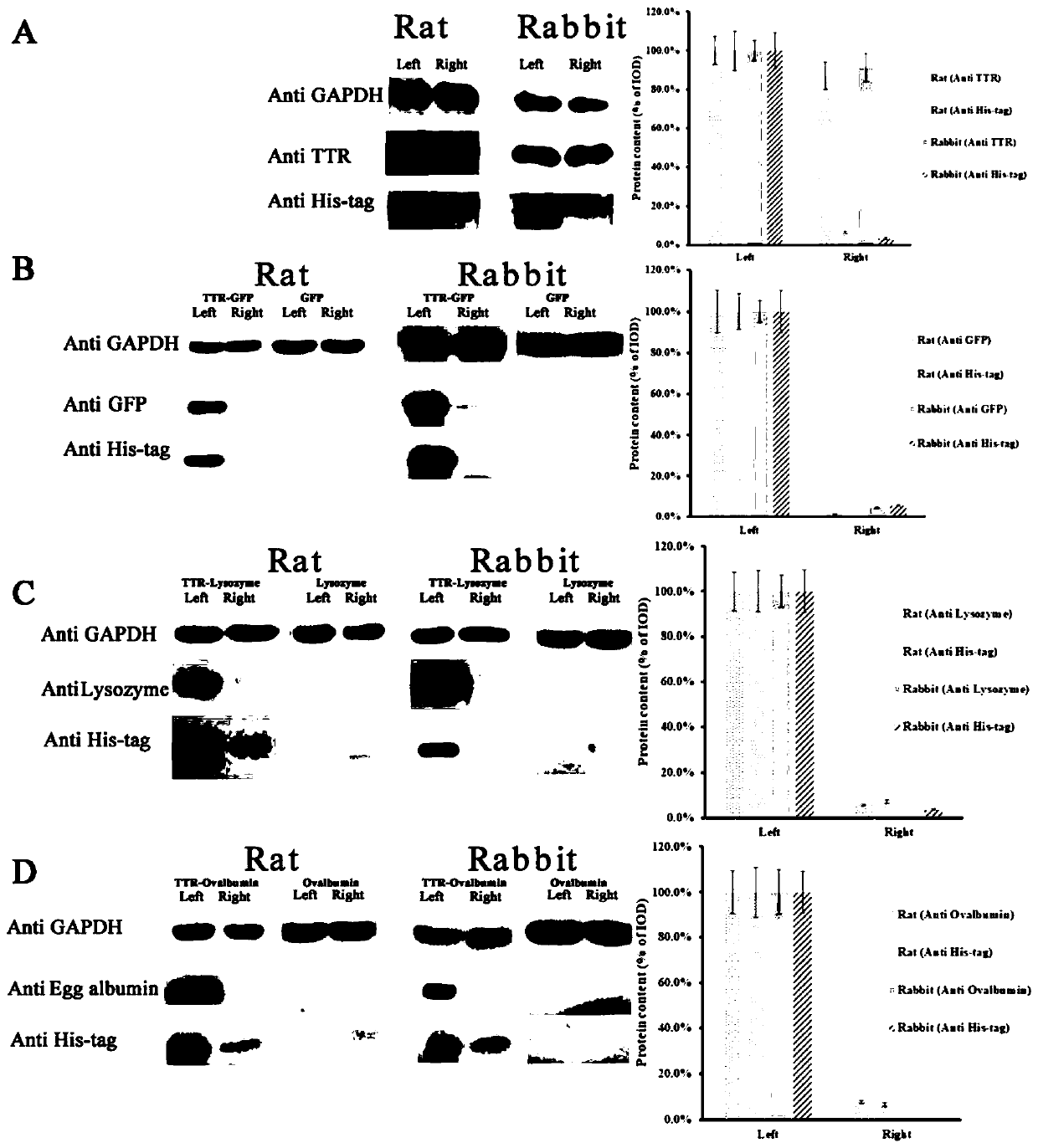 Application of transthyretin in transferring fusion protein into eyes