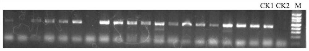 Method for rapidly identifying gene for regulating and controlling oil content of rape based on genomics approach and application thereof