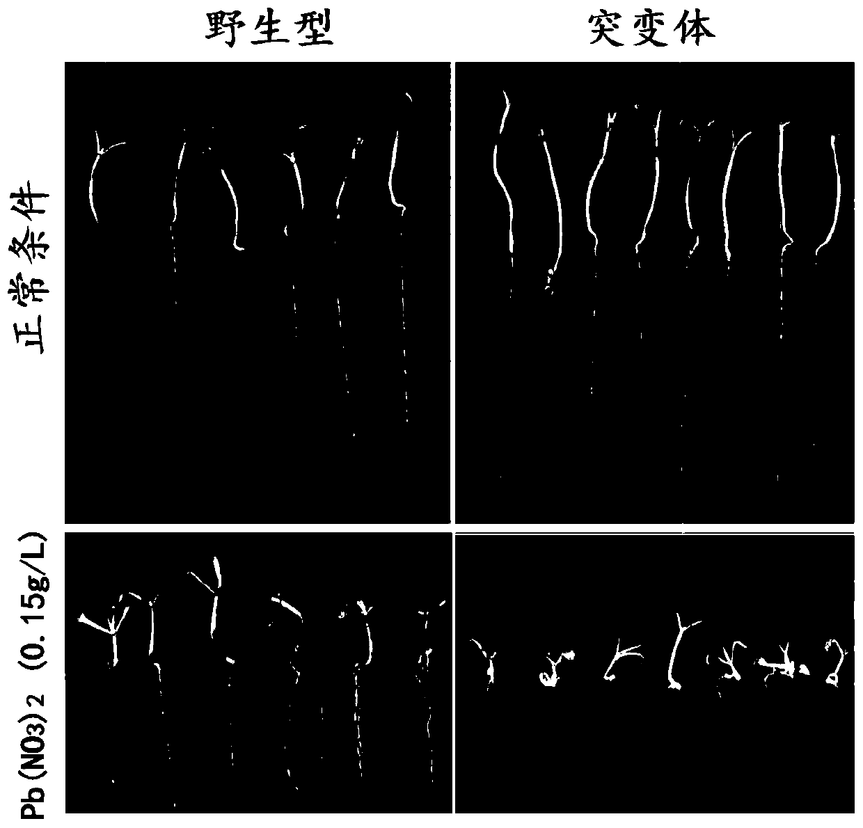 Application of maize zmbzip107 gene in breeding plants resistant to lead stress