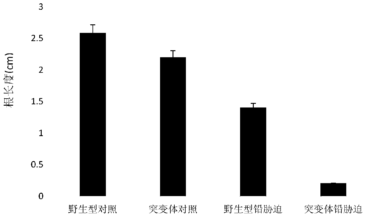 Application of maize zmbzip107 gene in breeding plants resistant to lead stress