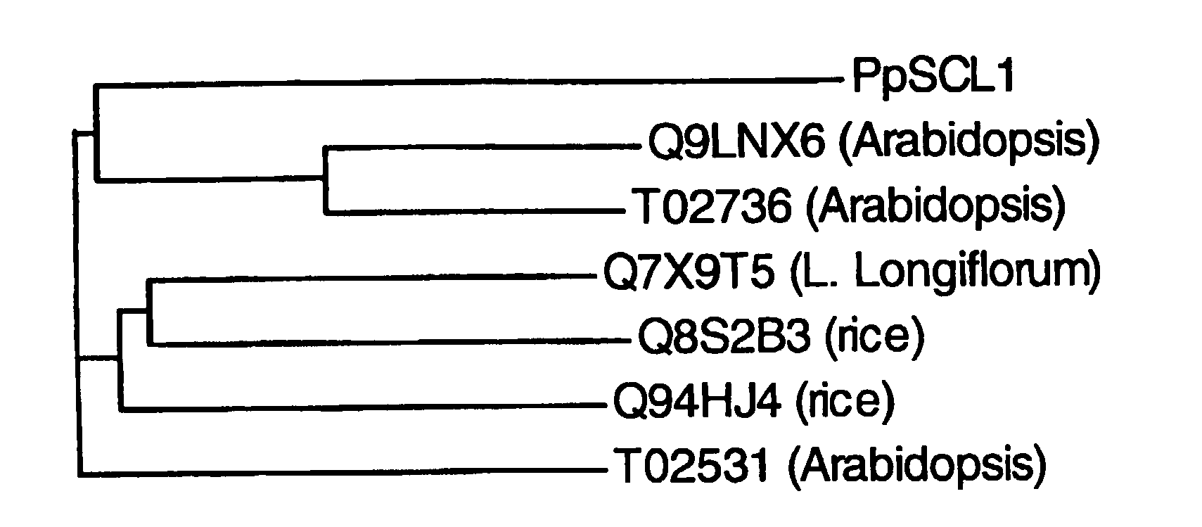 Scarecrow-Like Stress-Related Polypeptides and Methods of Use in Plants