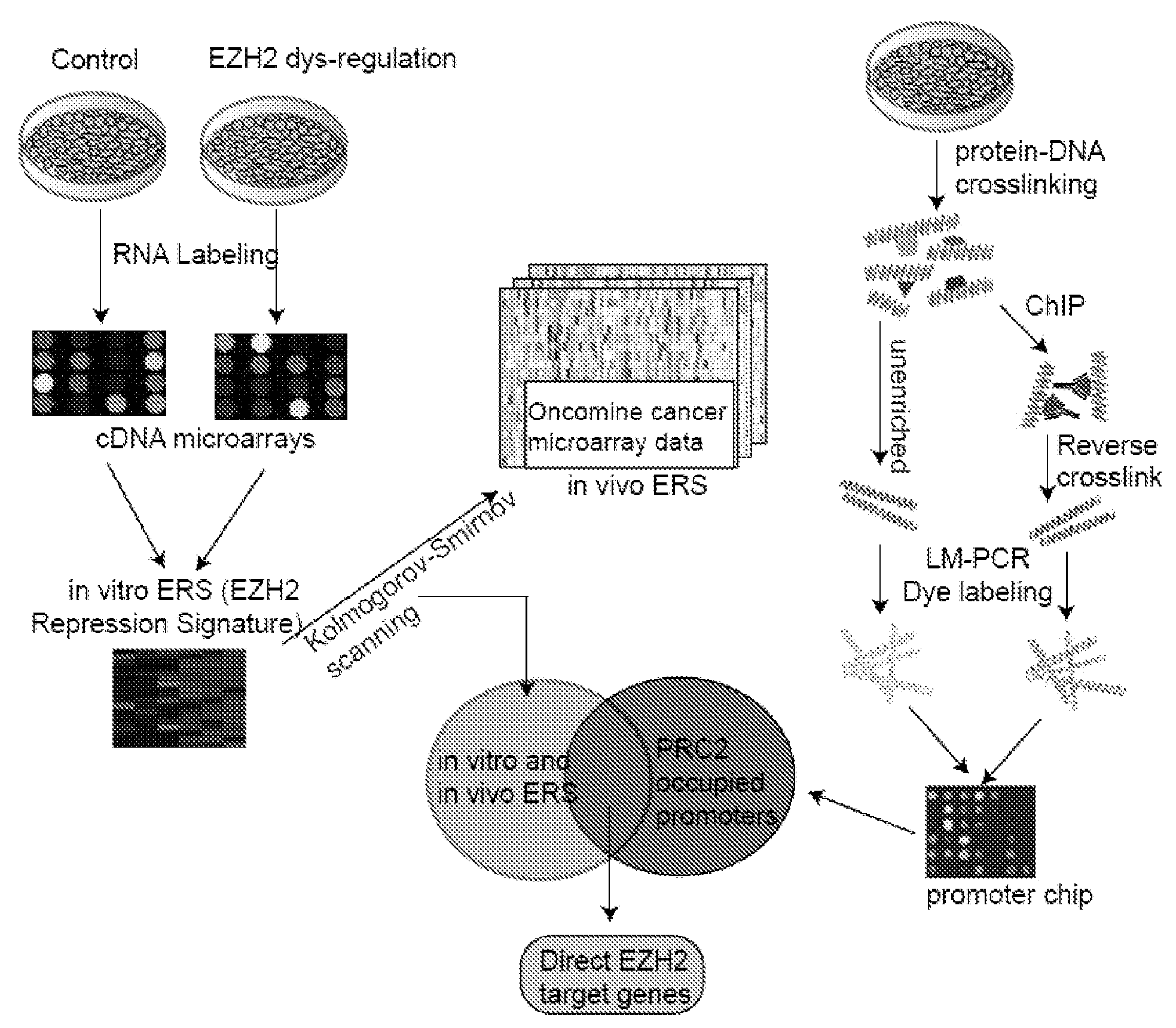 Adrb2 cancer markers