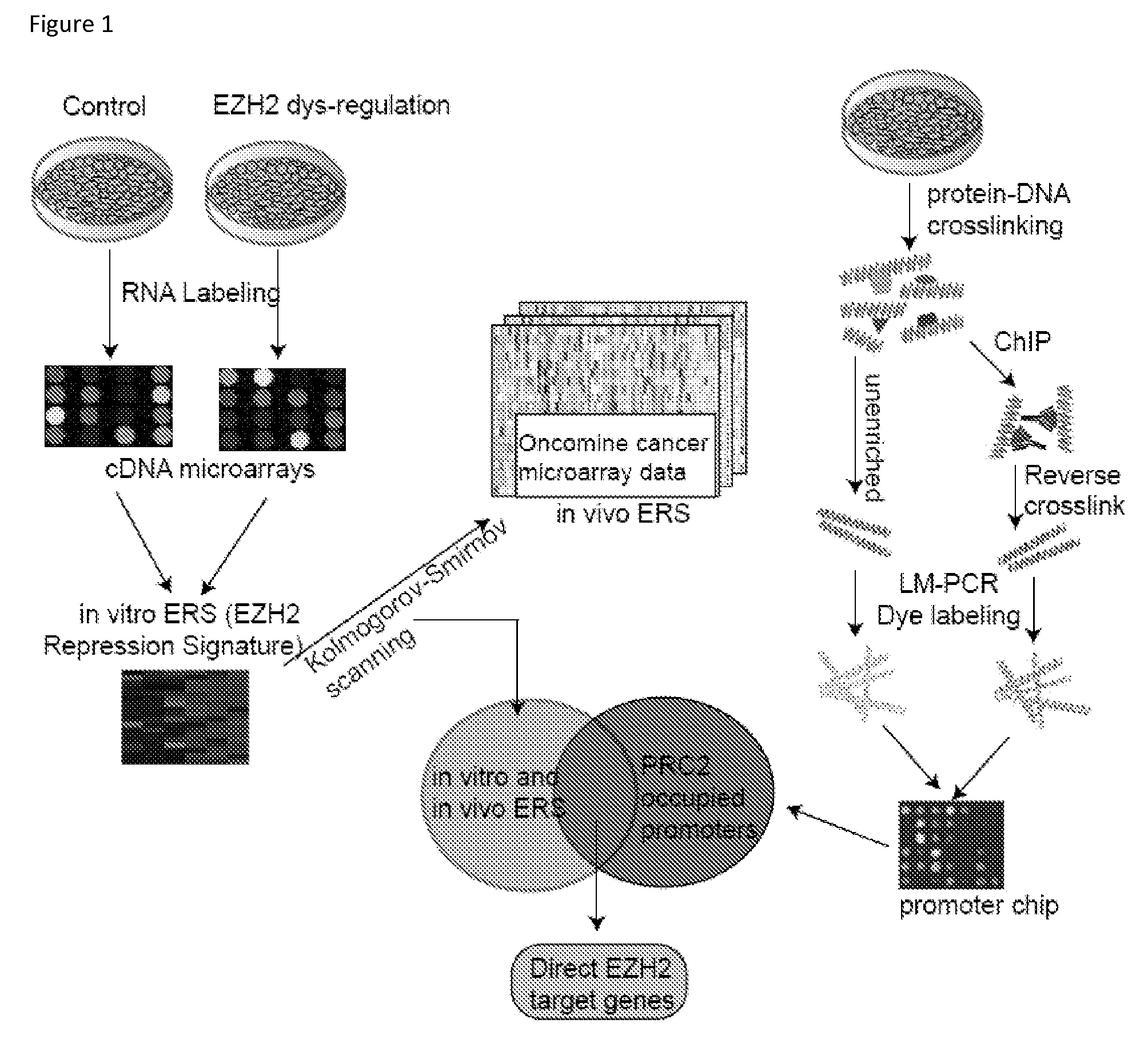 Adrb2 cancer markers