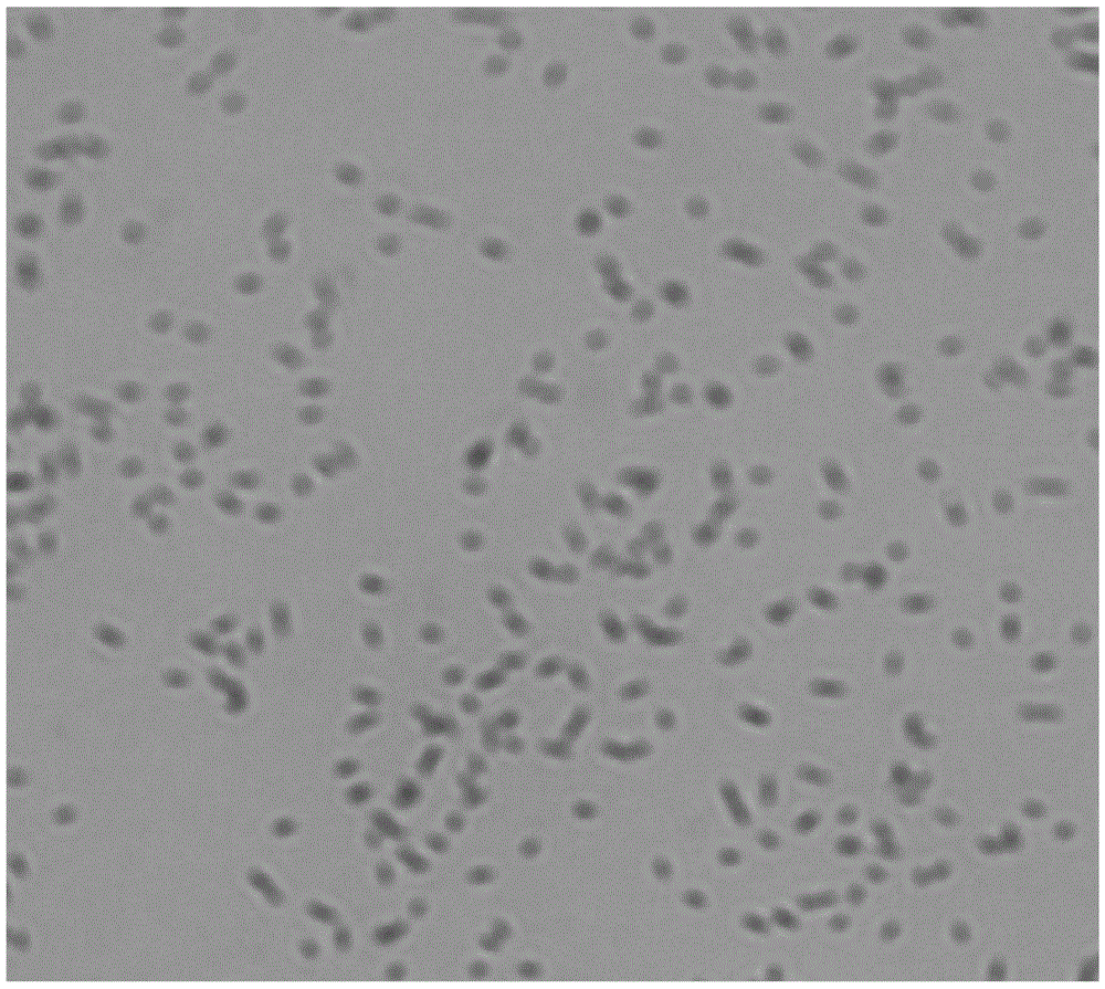 Acinetobacter and application of acinetobacter in removal of nitrogen and phosphorus from wastewater