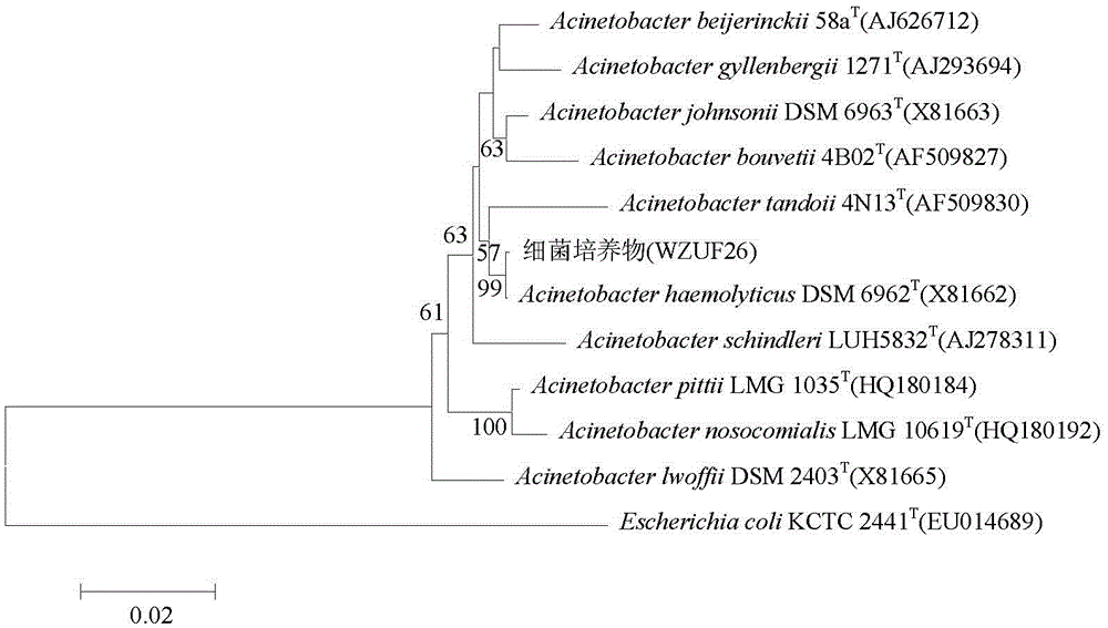 Acinetobacter and application of acinetobacter in removal of nitrogen and phosphorus from wastewater